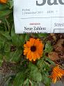 2011-12-02, Ringelblume